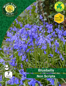 Bluebells Non-scripta - Green's of Ireland Online Garden Shop. Bluebells, West Cork Bulbs, Daffodil Bulbs, Tulip Bulbs, Crocus Bulbs, Autumn Bulbs, Bulbs, Cheap Bulbs