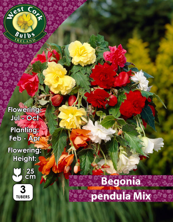Begonia Pendula Mix
