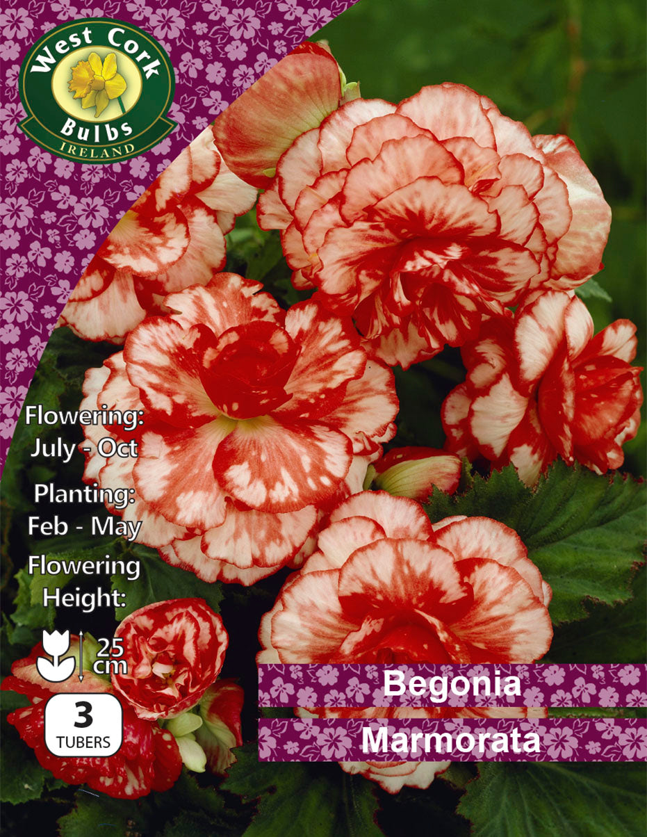 Begonia 'Marmorata' - Green's of Ireland Online Garden Shop.  Flower Bulbs, West Cork Bulbs, Daffodil Bulbs, Tulip Bulbs, Crocus Bulbs, Autumn Bulbs, Bulbs, Cheap Bulbs