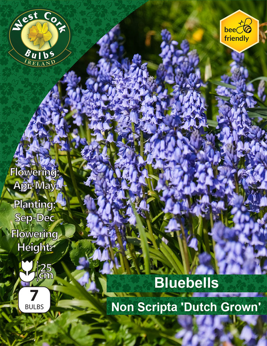 Dutch Grown Bluebells Non Scripta - Green's of Ireland Online Garden Shop.  Bluebells, West Cork Bulbs, Daffodil Bulbs, Tulip Bulbs, Crocus Bulbs, Autumn Bulbs, Bulbs, Cheap Bulbs