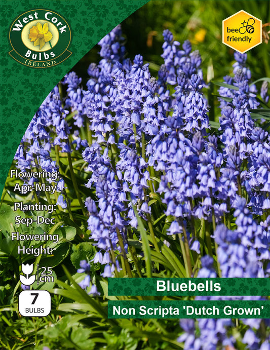 Dutch Grown Bluebells Non Scripta - Green's of Ireland Online Garden Shop.  Bluebells, West Cork Bulbs, Daffodil Bulbs, Tulip Bulbs, Crocus Bulbs, Autumn Bulbs, Bulbs, Cheap Bulbs