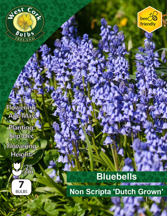 Dutch Grown Bluebells Non Scripta 7 Bulbs