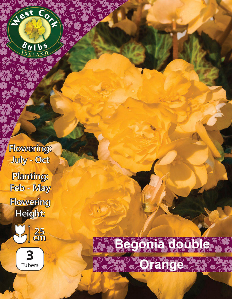 Begonia Double Orange - Green's of Ireland Online Garden Shop.  Flower Bulbs, West Cork Bulbs, Daffodil Bulbs, Tulip Bulbs, Crocus Bulbs, Autumn Bulbs, Bulbs, Cheap Bulbs
