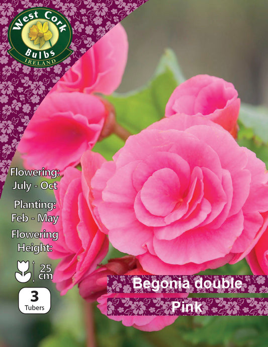 Begonia Double Pink