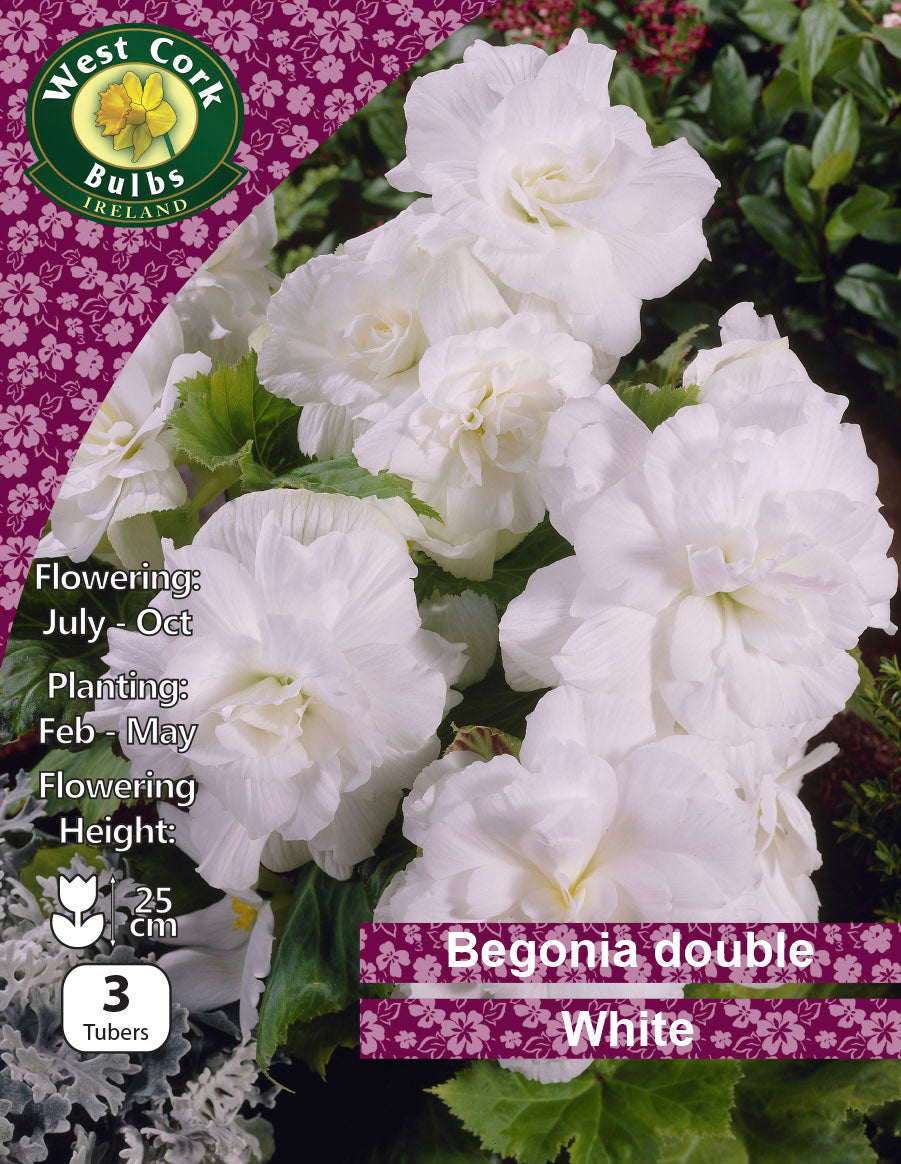 Begonia Double White