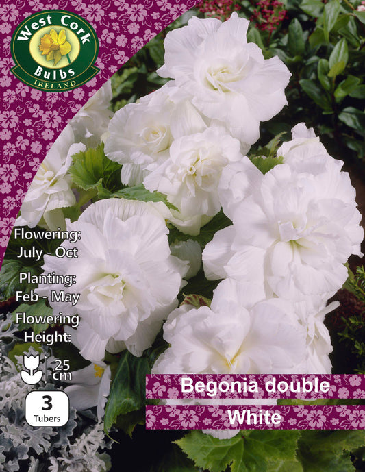 Begonia Double White