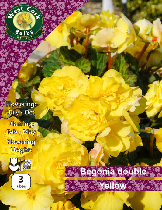 Begonia Double Yellow - Green's of Ireland Online Garden Shop.  Flower Bulbs, West Cork Bulbs, Daffodil Bulbs, Tulip Bulbs, Crocus Bulbs, Autumn Bulbs, Bulbs, Cheap Bulbs