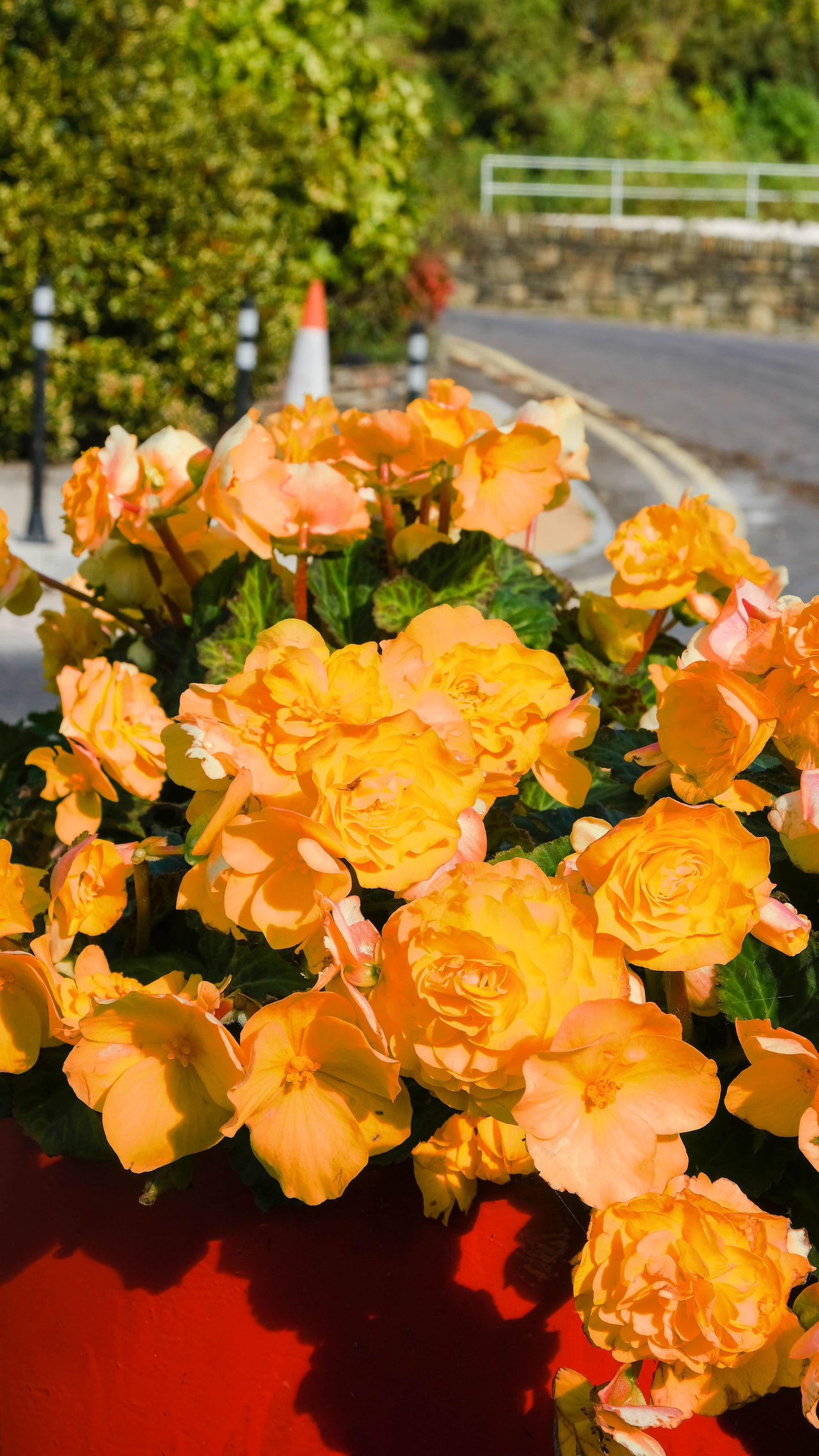 Begonia Double Orange - Green's of Ireland Online Garden Shop.  Flower Bulbs, West Cork Bulbs, Daffodil Bulbs, Tulip Bulbs, Crocus Bulbs, Autumn Bulbs, Bulbs, Cheap Bulbs