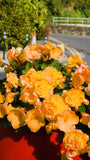 Begonia Double Orange - Green's of Ireland Online Garden Shop.  Flower Bulbs, West Cork Bulbs, Daffodil Bulbs, Tulip Bulbs, Crocus Bulbs, Autumn Bulbs, Bulbs, Cheap Bulbs
