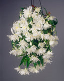 Begonia Pendula White