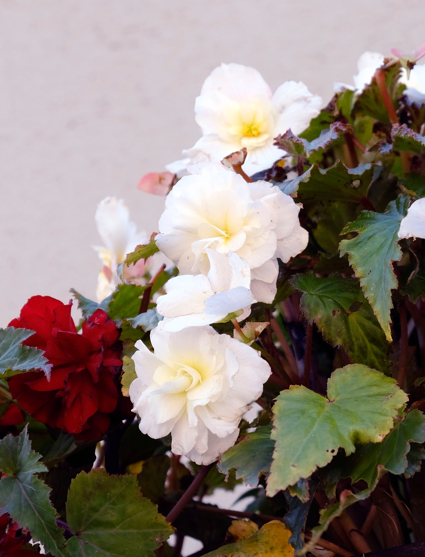 Begonia Double White - Green's of Ireland Online Garden Shop.  Flower Bulbs, West Cork Bulbs, Daffodil Bulbs, Tulip Bulbs, Crocus Bulbs, Autumn Bulbs, Bulbs, Cheap Bulbs