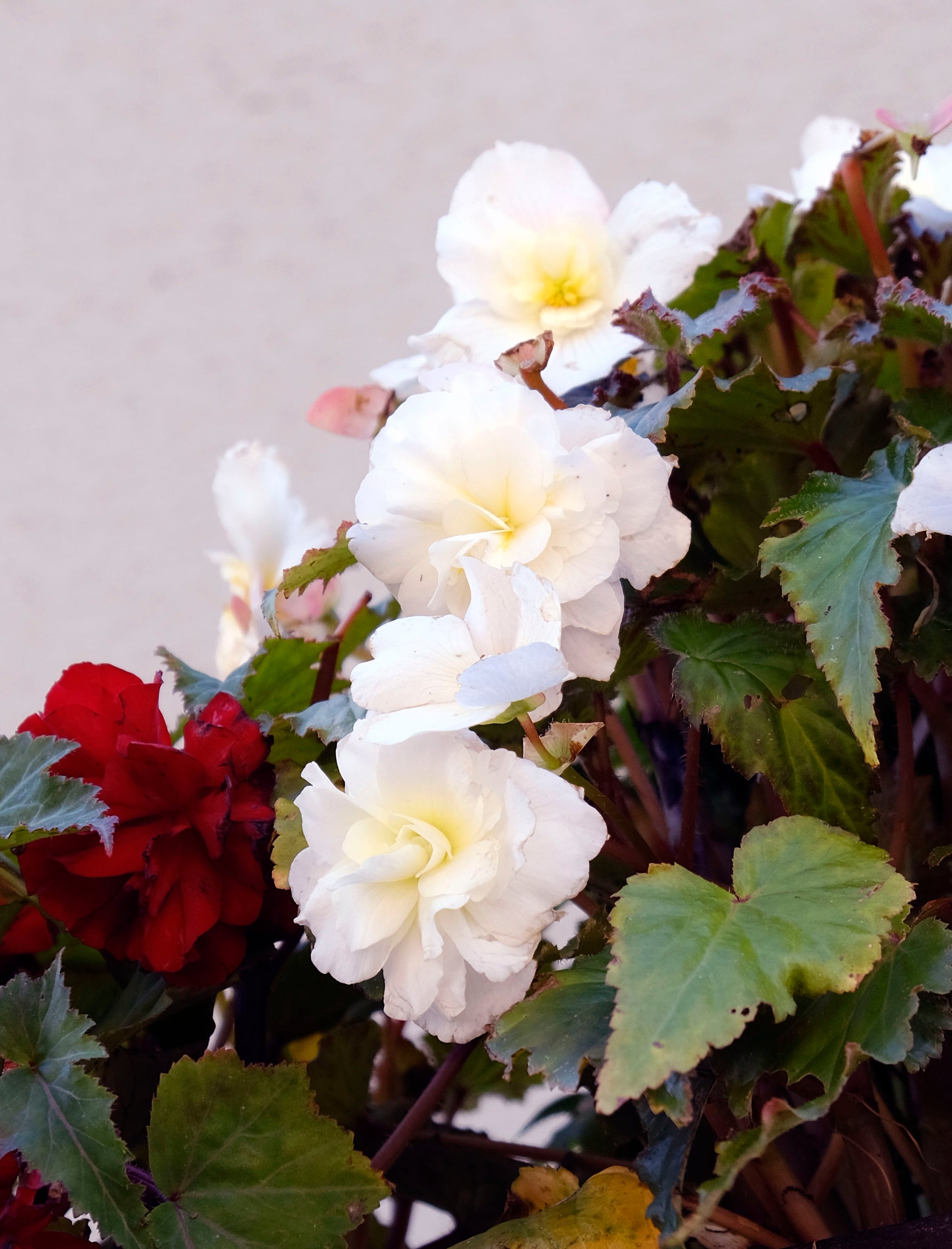 Begonia Double White - Green's of Ireland Online Garden Shop.  Flower Bulbs, West Cork Bulbs, Daffodil Bulbs, Tulip Bulbs, Crocus Bulbs, Autumn Bulbs, Bulbs, Cheap Bulbs