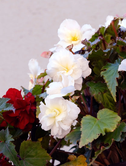 Begonia Double White - Green's of Ireland Online Garden Shop.  Flower Bulbs, West Cork Bulbs, Daffodil Bulbs, Tulip Bulbs, Crocus Bulbs, Autumn Bulbs, Bulbs, Cheap Bulbs