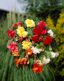 Begonia Pendula Mix - Green's of Ireland Online Garden Shop.  Flower Bulbs, West Cork Bulbs, Daffodil Bulbs, Tulip Bulbs, Crocus Bulbs, Autumn Bulbs, Bulbs, Cheap Bulbs