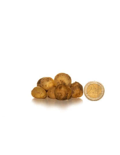 Irish Grown Bluebells Non-scripta - Green's of Ireland Online Garden Shop.  Bluebells, West Cork Bulbs, Daffodil Bulbs, Tulip Bulbs, Crocus Bulbs, Autumn Bulbs, Bulbs, Cheap Bulbs