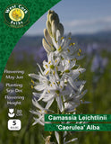 Camassia Caerulea 'Alba' - Green's of Ireland Online Garden Shop. Miscellaneous, West Cork Bulbs, Daffodil Bulbs, Tulip Bulbs, Crocus Bulbs, Autumn Bulbs, Bulbs, Cheap Bulbs