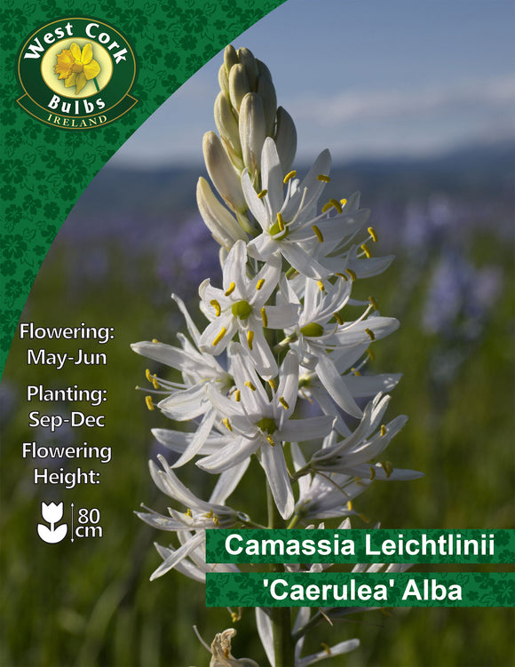 Camassia Caerulea 'Alba' - Green's of Ireland Online Garden Shop. Miscellaneous, West Cork Bulbs, Daffodil Bulbs, Tulip Bulbs, Crocus Bulbs, Autumn Bulbs, Bulbs, Cheap Bulbs