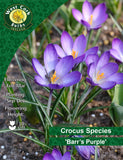 Crocus Species 'Barr's Purple'