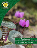 CyclamenCoum sp Coum - Green's of Ireland Online Garden Shop. Miscellaneous, West Cork Bulbs, Daffodil Bulbs, Tulip Bulbs, Crocus Bulbs, Autumn Bulbs, Bulbs, Cheap Bulbs