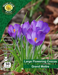 Large Flowering Crocus Grand Maitre - Green's of Ireland Online Garden Shop. Crocus, West Cork Bulbs, Daffodil Bulbs, Tulip Bulbs, Crocus Bulbs, Autumn Bulbs, Bulbs, Cheap Bulbs