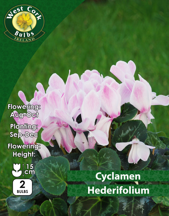 CyclamenHederifolium - Green's of Ireland Online Garden Shop. Miscellaneous, West Cork Bulbs, Daffodil Bulbs, Tulip Bulbs, Crocus Bulbs, Autumn Bulbs, Bulbs, Cheap Bulbs