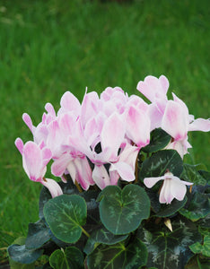 CyclamenHederifolium - Green's of Ireland Online Garden Shop. Miscellaneous, West Cork Bulbs, Daffodil Bulbs, Tulip Bulbs, Crocus Bulbs, Autumn Bulbs, Bulbs, Cheap Bulbs