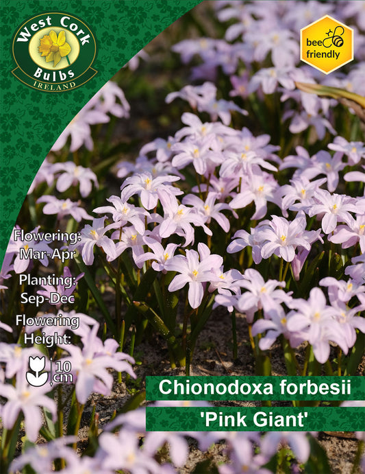 Chionodoxa forbesii 'Pink Giant'