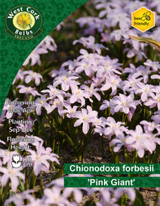 Chionodoxa Pink Giant - Glory of the Snow -