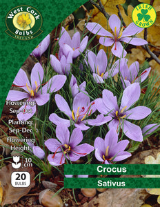 Crocus Sativus - Green's of Ireland Online Garden Shop. Crocus, West Cork Bulbs, Daffodil Bulbs, Tulip Bulbs, Crocus Bulbs, Autumn Bulbs, Bulbs, Cheap Bulbs