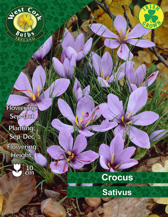 Crocus Sativus - Green's of Ireland Online Garden Shop. Crocus, West Cork Bulbs, Daffodil Bulbs, Tulip Bulbs, Crocus Bulbs, Autumn Bulbs, Bulbs, Cheap Bulbs