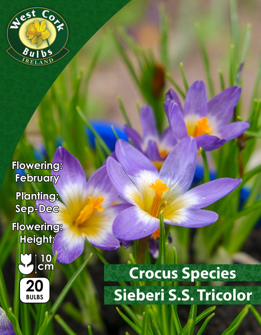 Crocus Species Sieberi Tricolor - Green's of Ireland Online Garden Shop. Crocus, West Cork Bulbs, Daffodil Bulbs, Tulip Bulbs, Crocus Bulbs, Autumn Bulbs, Bulbs, Cheap Bulbs