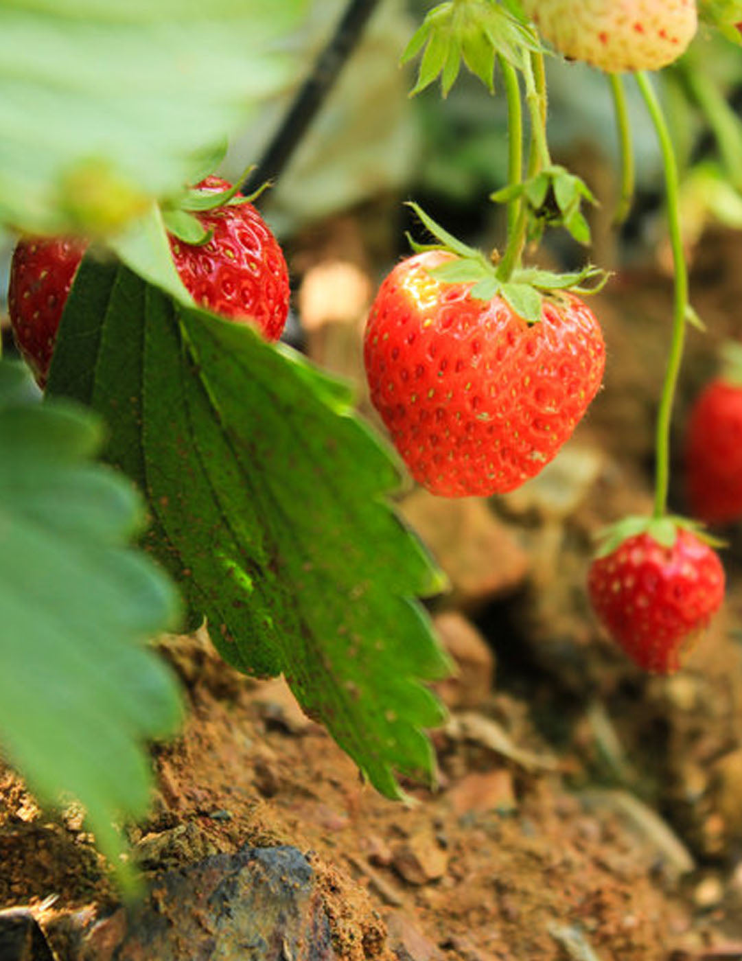 Strawberry "Polka" 5 roots - Green's of Ireland Online Garden Shop. Berry, West Cork Bulbs, Daffodil Bulbs, Tulip Bulbs, Crocus Bulbs, Autumn Bulbs, Bulbs, Cheap Bulbs