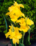 Canna 'Richard Wallace' - Green's of Ireland Online Garden Shop.  Flower Bulbs, West Cork Bulbs, Daffodil Bulbs, Tulip Bulbs, Crocus Bulbs, Autumn Bulbs, Bulbs, Cheap Bulbs