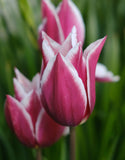 Lily Flowered Tulip Claudia - Green's of Ireland Online Garden Shop. Tulips, West Cork Bulbs, Daffodil Bulbs, Tulip Bulbs, Crocus Bulbs, Autumn Bulbs, Bulbs, Cheap Bulbs