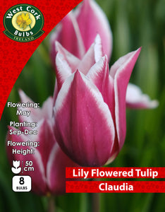 Lily Flowered Tulip Claudia - Green's of Ireland Online Garden Shop. Tulips, West Cork Bulbs, Daffodil Bulbs, Tulip Bulbs, Crocus Bulbs, Autumn Bulbs, Bulbs, Cheap Bulbs