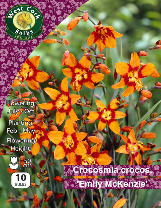 Crocosmia crocosmiaflora 'Emily McKenzie' - Green's of Ireland Online Garden Shop.  Flower Bulbs, West Cork Bulbs, Daffodil Bulbs, Tulip Bulbs, Crocus Bulbs, Autumn Bulbs, Bulbs, Cheap Bulbs