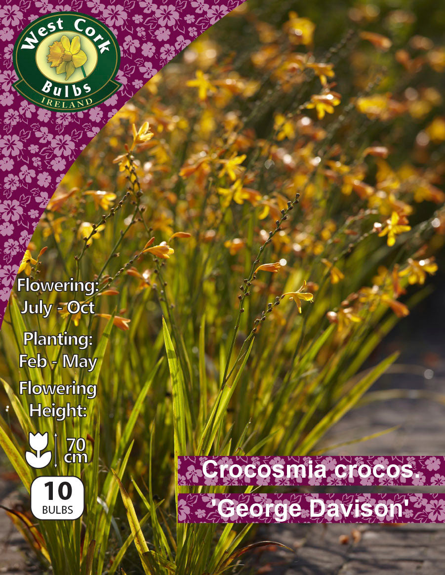 Crocosmia crocosmiaflora 'George Davison' - Green's of Ireland Online Garden Shop.  Flower Bulbs, West Cork Bulbs, Daffodil Bulbs, Tulip Bulbs, Crocus Bulbs, Autumn Bulbs, Bulbs, Cheap Bulbs