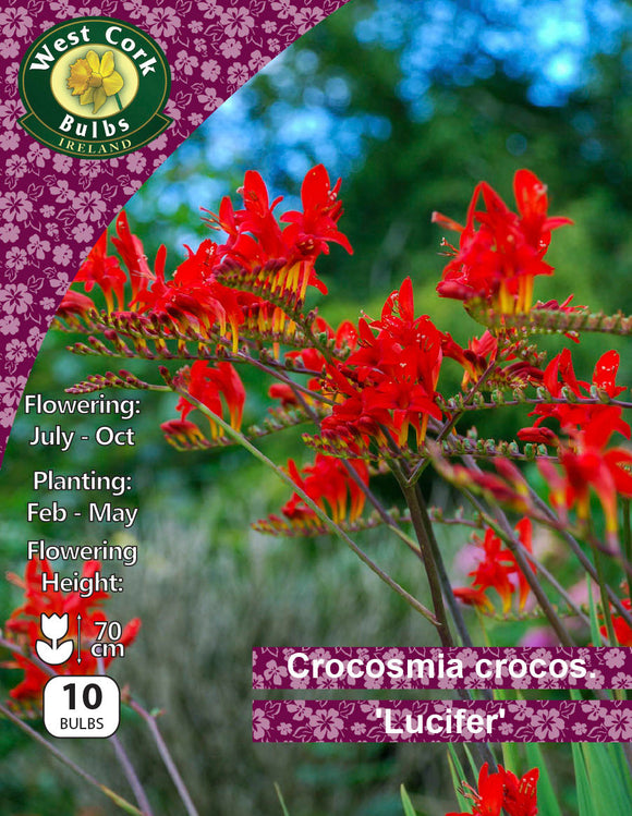 Crocosmia crocosmiiflora 'Lucifer' - Green's of Ireland Online Garden Shop.  Flower Bulbs, West Cork Bulbs, Daffodil Bulbs, Tulip Bulbs, Crocus Bulbs, Autumn Bulbs, Bulbs, Cheap Bulbs