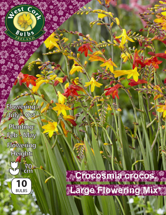 Crocosmia crocosmiiflora Mixed - Green's of Ireland Online Garden Shop.  Flower Bulbs, West Cork Bulbs, Daffodil Bulbs, Tulip Bulbs, Crocus Bulbs, Autumn Bulbs, Bulbs, Cheap Bulbs
