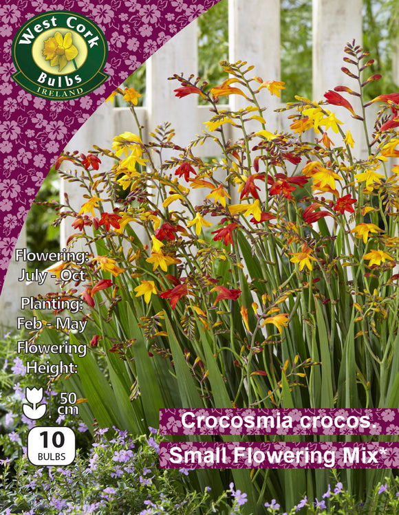 Crocosmia crocosmiiflora Small Flowering Mixed