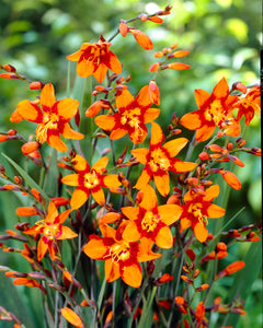 Crocosmia crocosmiiflora Emily McKenzie - Green's of Ireland Online Garden Shop.  Flower Bulbs, West Cork Bulbs, Daffodil Bulbs, Tulip Bulbs, Crocus Bulbs, Autumn Bulbs, Bulbs, Cheap Bulbs