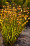 Crocosmia crocosmiiflora George Davidson - Green's of Ireland Online Garden Shop.  Flower Bulbs, West Cork Bulbs, Daffodil Bulbs, Tulip Bulbs, Crocus Bulbs, Autumn Bulbs, Bulbs, Cheap Bulbs