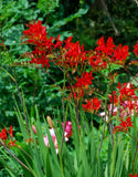 Crocosmia crocosmiiflora <p>'Lucifer'</p> - Green's of Ireland Online Garden Shop.  Flower Bulbs, West Cork Bulbs, Daffodil Bulbs, Tulip Bulbs, Crocus Bulbs, Autumn Bulbs, Bulbs, Cheap Bulbs