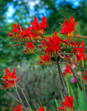 Crocosmia crocosmiiflora <p>'Lucifer'</p> - Green's of Ireland Online Garden Shop.  Flower Bulbs, West Cork Bulbs, Daffodil Bulbs, Tulip Bulbs, Crocus Bulbs, Autumn Bulbs, Bulbs, Cheap Bulbs