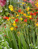 Crocosmia crocosmiiflora Mixed  - Green's of Ireland Online Garden Shop.  Flower Bulbs, West Cork Bulbs, Daffodil Bulbs, Tulip Bulbs, Crocus Bulbs, Autumn Bulbs, Bulbs, Cheap Bulbs