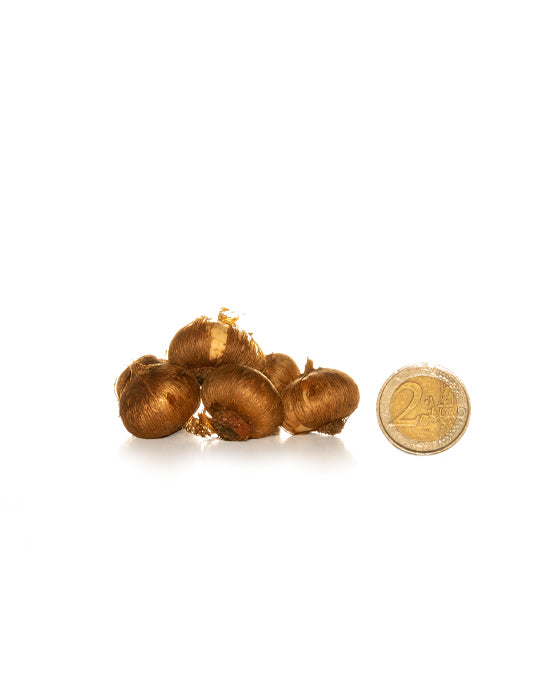 Large Flowering Crocus Flower Record - Green's of Ireland Online Garden Shop.  Crocus, West Cork Bulbs, Daffodil Bulbs, Tulip Bulbs, Crocus Bulbs, Autumn Bulbs, Bulbs, Cheap Bulbs