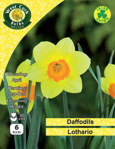 Daffodils Lothario - Green's of Ireland Online Garden Shop. Flower Bulbs, West Cork Bulbs, Daffodil Bulbs, Tulip Bulbs, Crocus Bulbs, Autumn Bulbs, Bulbs, Cheap Bulbs