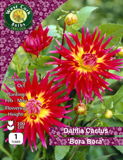 Dahlia Cactus 'Bora Bora' - Green's of Ireland Online Garden Shop.  Flower Bulbs, West Cork Bulbs, Daffodil Bulbs, Tulip Bulbs, Crocus Bulbs, Autumn Bulbs, Bulbs, Cheap Bulbs