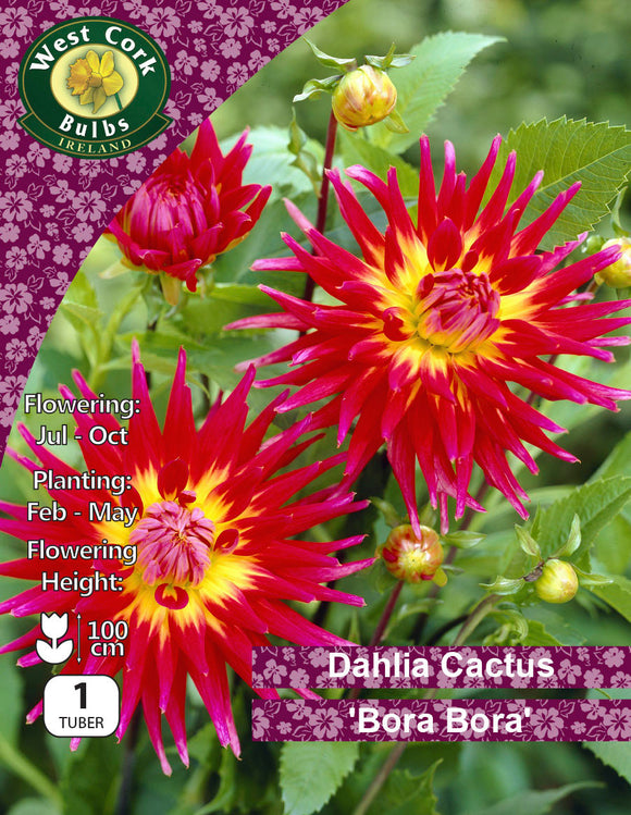 Dahlia Cactus 