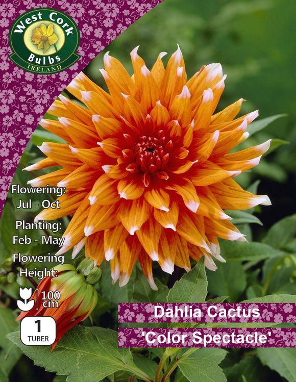 Dahlia Cactus 'Color Spectacle' - Green's of Ireland Online Garden Shop.  Flower Bulbs, West Cork Bulbs, Daffodil Bulbs, Tulip Bulbs, Crocus Bulbs, Autumn Bulbs, Bulbs, Cheap Bulbs